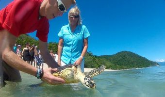 Ben Southall - 'the man with the Best Job in the World' and Jennie release another turtle from Fitzroy Island