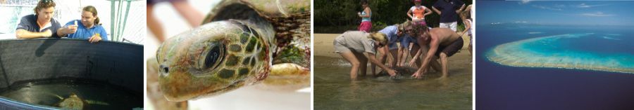 Turtle release at Fitzroy 