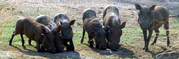 A family of warthogs live close to Chipembele