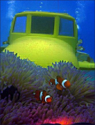 Clown Fish or Anemone fish are prolific at Fitzroy Island