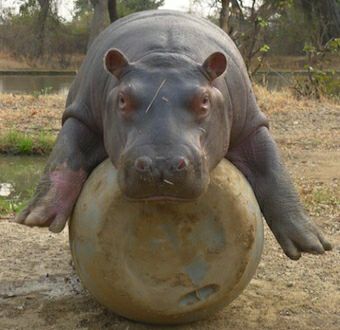 First this little hippo orphan was a Douglas then he became Douglina then back to Douglas!