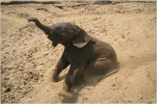 Tafika - the orphaned baby elephant enjoying his day at the water hole